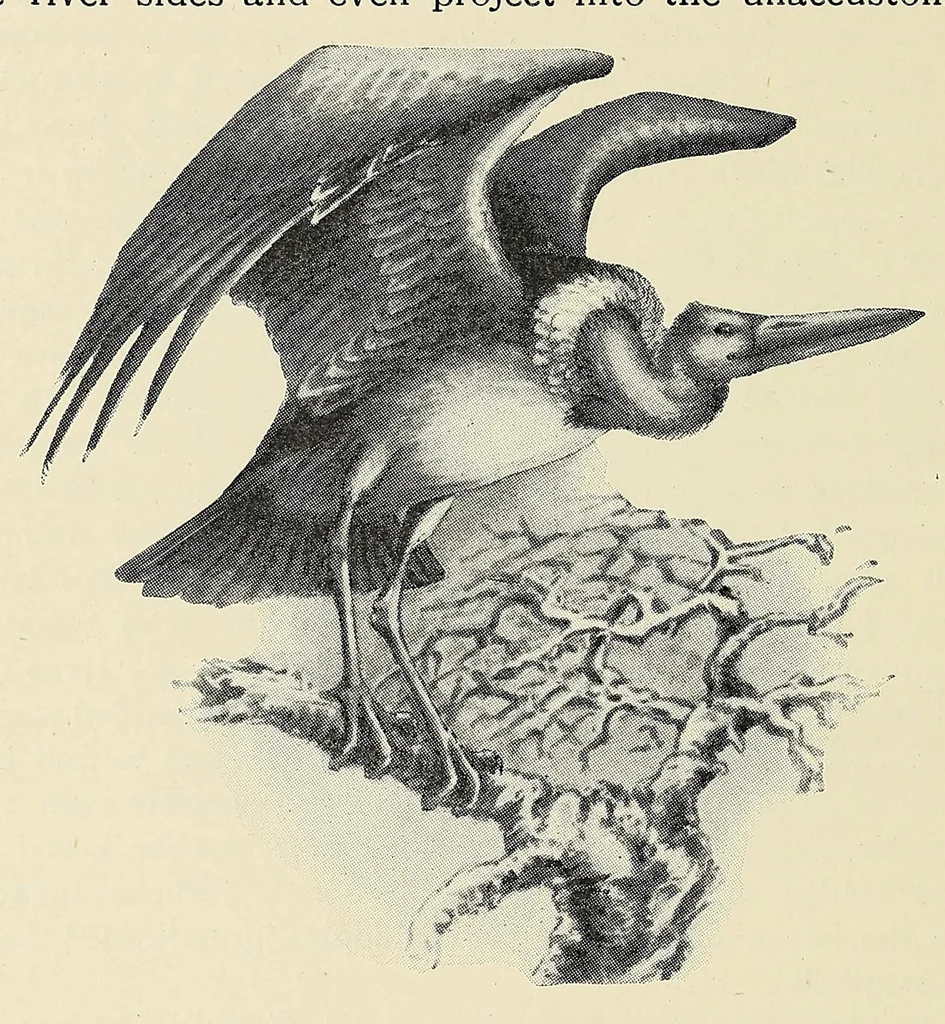 An illustration from Savage Sudan : its wild tribes, big-game and bird-life, 1921, leaf 360