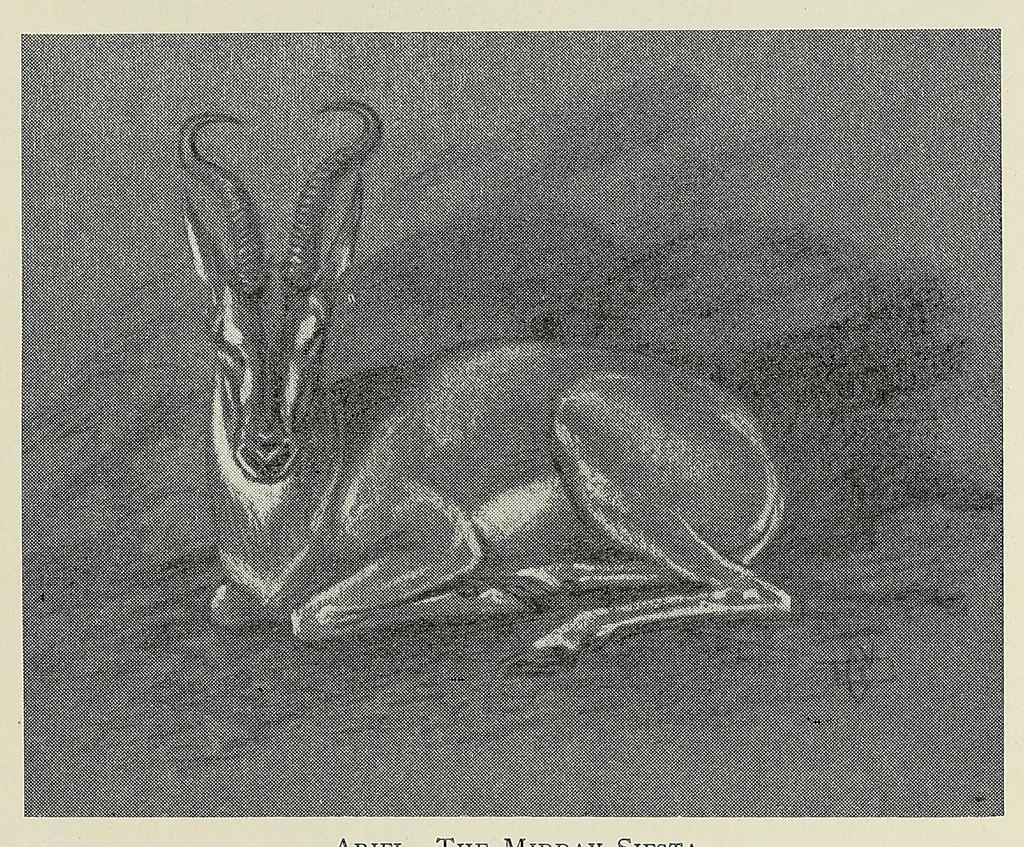 An illustration from Savage Sudan : its wild tribes, big-game and bird-life, 1921, leaf 423