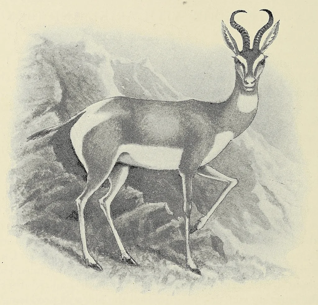 An illustration from Savage Sudan : its wild tribes, big-game and bird-life, 1921, leaf 444