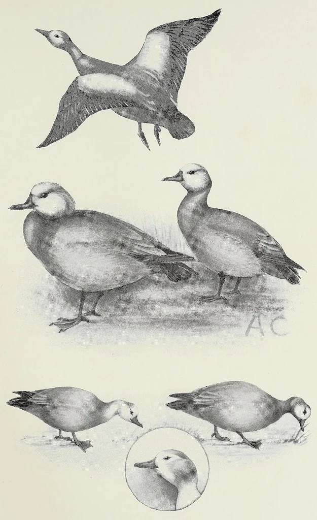 An illustration from Savage Sudan : its wild tribes, big-game and bird-life, 1921, leaf 91