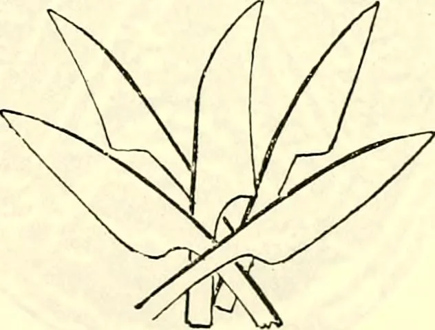 An illustration from Sceaux armoríes des Pays-Bas et des pays avoisinants (Belgique--Royaume des Pays-Bas--Luxembourg--Allemagne--France) recueil historique et héraldique, 1898, leaf 158