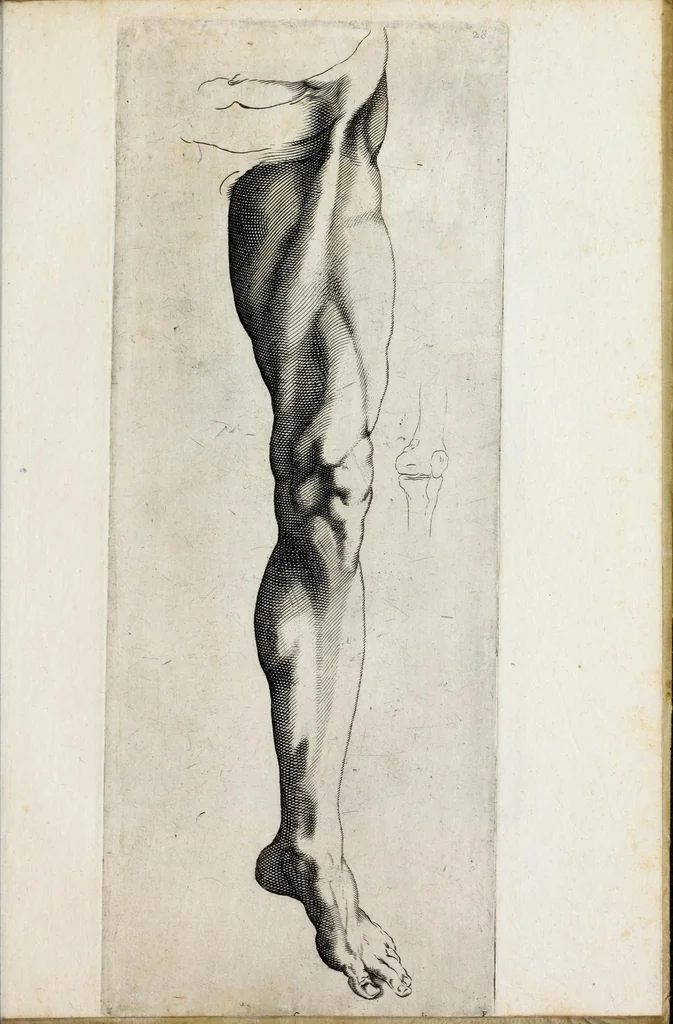 An illustration from Scelta di disegni del Caracci, Parmegiani et di Guido Reni, 1660, leaf 61