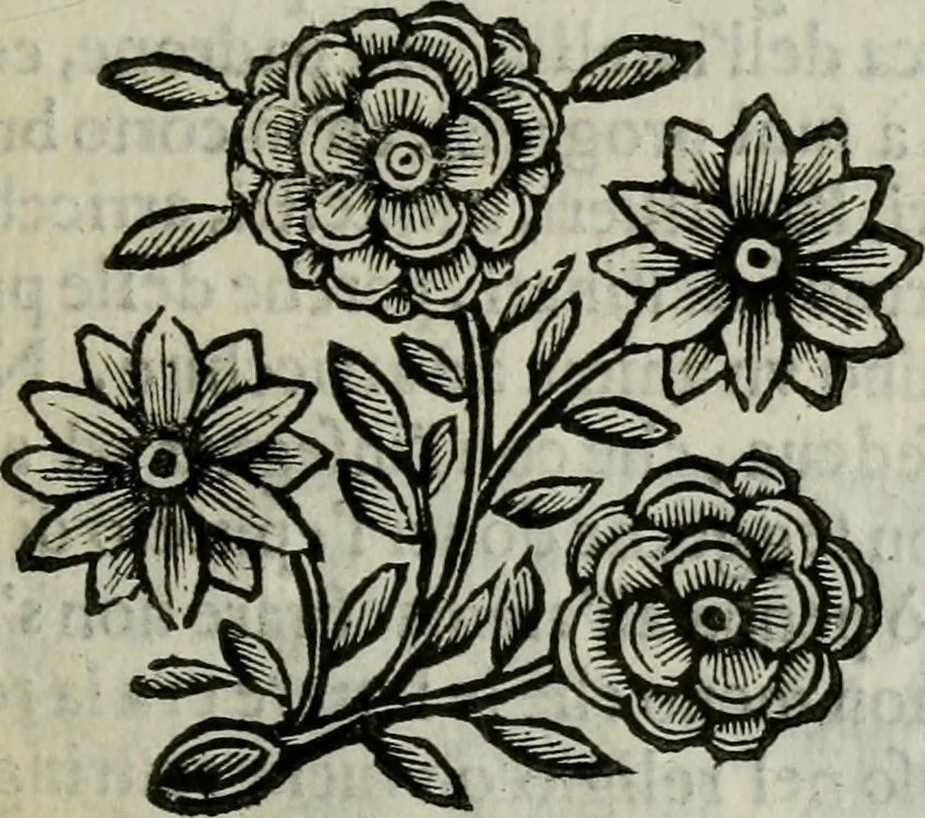 An illustration from Scena letteraria de gli scrittori bergamaschi aperta alla cvriosità de svoi concittadini .., 1664, leaf 148