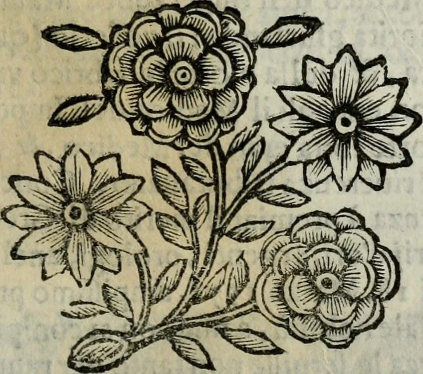 An illustration from Scena letteraria de gli scrittori bergamaschi aperta alla cvriosità de svoi concittadini .., 1664, leaf 320