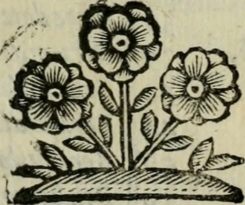 An illustration from Scena letteraria de gli scrittori bergamaschi aperta alla cvriosità de svoi concittadini .., 1664, leaf 538