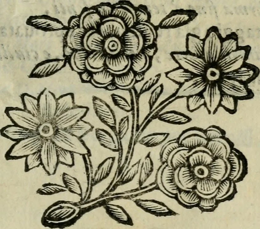 An illustration from Scena letteraria de gli scrittori bergamaschi aperta alla cvriosità de svoi concittadini .., 1664, leaf 572