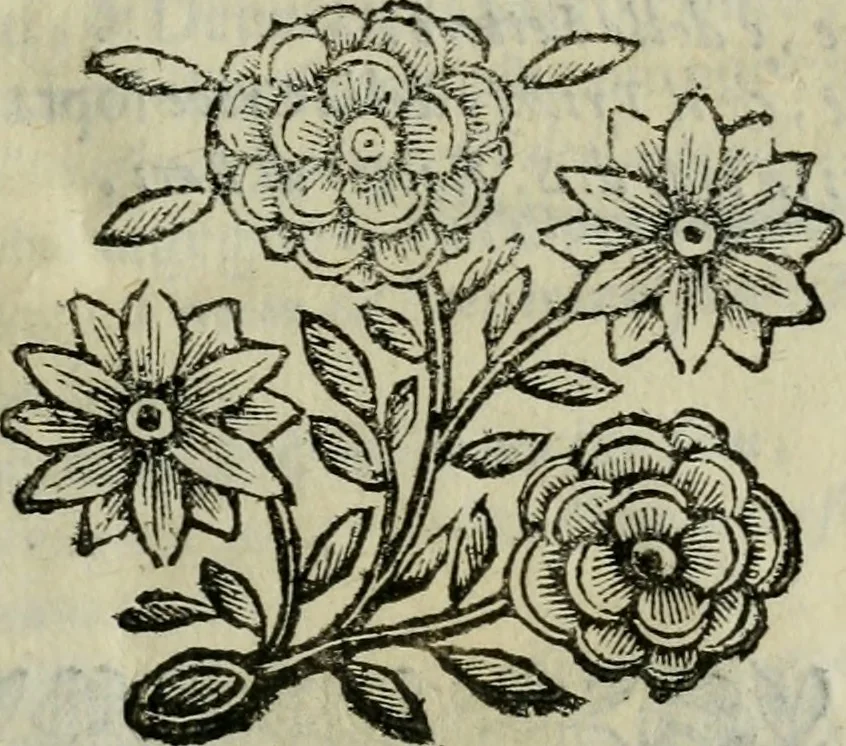 An illustration from Scena letteraria de gli scrittori bergamaschi aperta alla cvriosità de svoi concittadini .., 1664, leaf 582