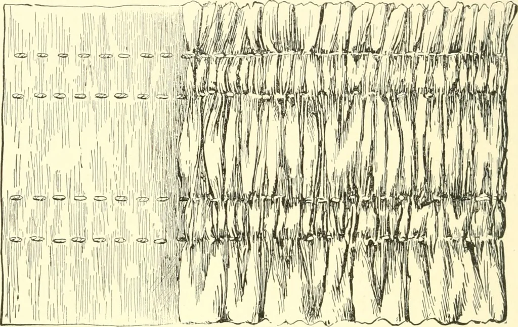 An illustration from School needlework; a book written for the beginner of any age and in any school, 1922, leaf 67