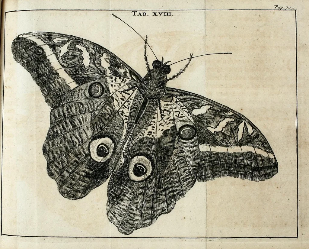 An illustration from Schou-burg der rupsen, wormen, ma'den, en vliegende dierkens daar uit voortkomende : door eigen ondervindinge by een gebragt, 1688, leaf 113