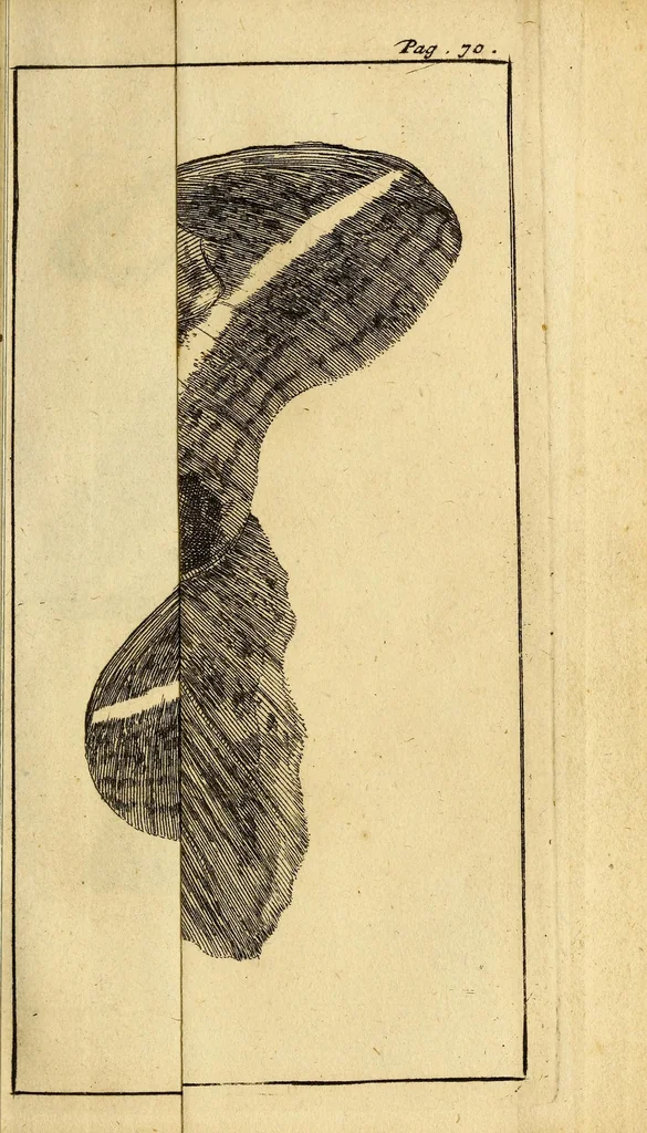 An illustration from Schou-burg der rupsen, wormen, ma'den, en vliegende dierkens daar uit voortkomende : door eigen ondervindinge by een gebragt, 1688, leaf 115