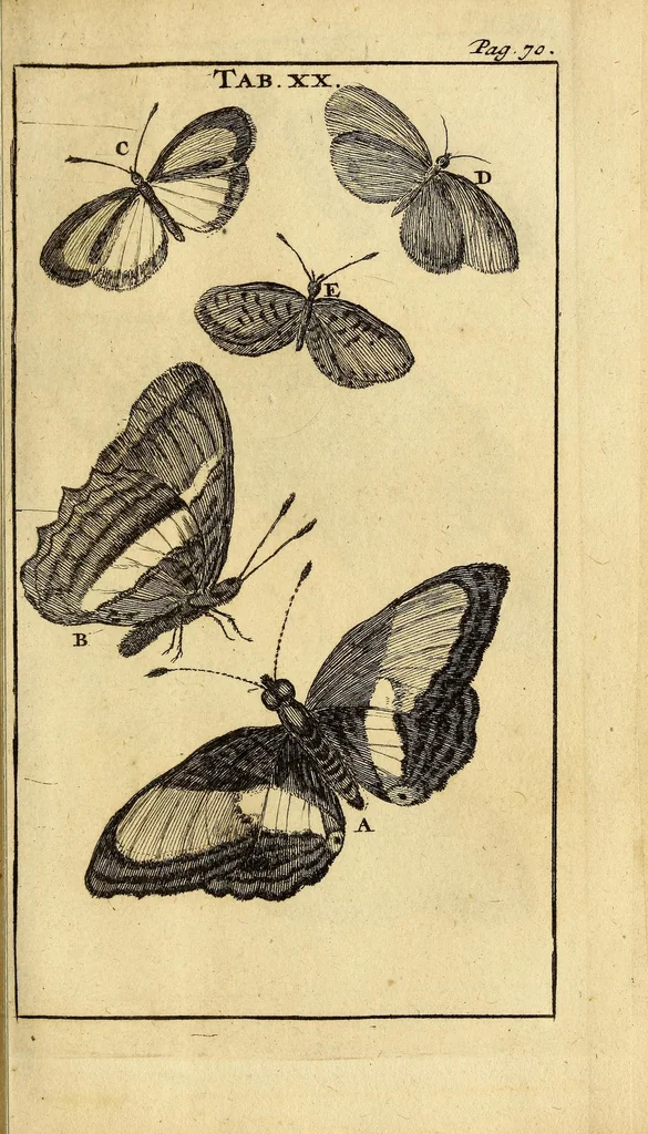 An illustration from Schou-burg der rupsen, wormen, ma'den, en vliegende dierkens daar uit voortkomende : door eigen ondervindinge by een gebragt, 1688, leaf 119