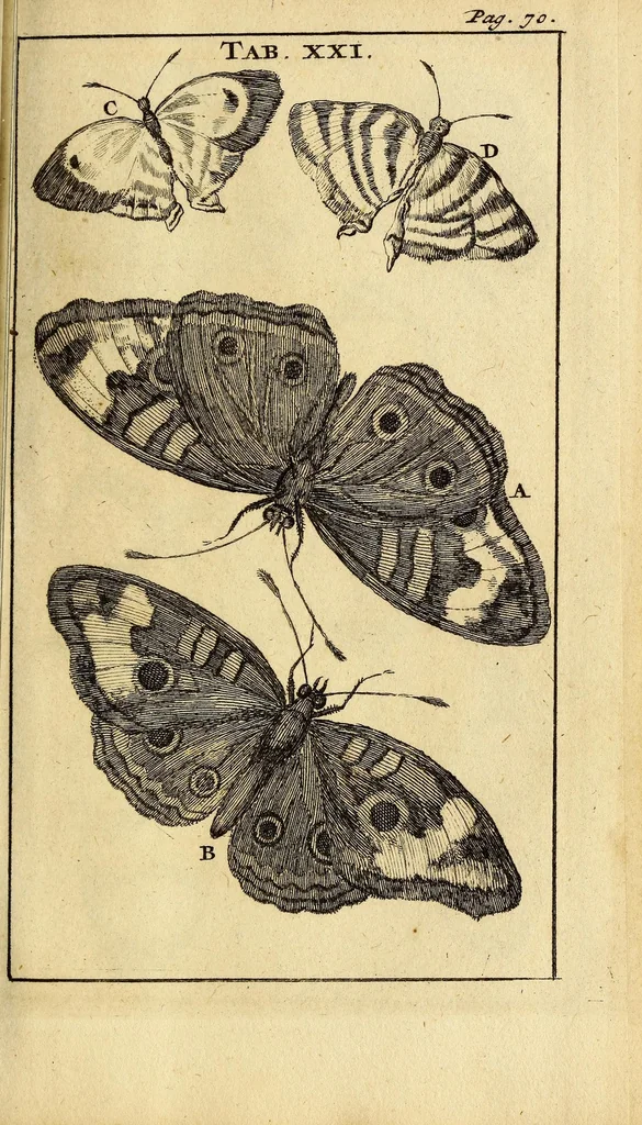 An illustration from Schou-burg der rupsen, wormen, ma'den, en vliegende dierkens daar uit voortkomende : door eigen ondervindinge by een gebragt, 1688, leaf 121
