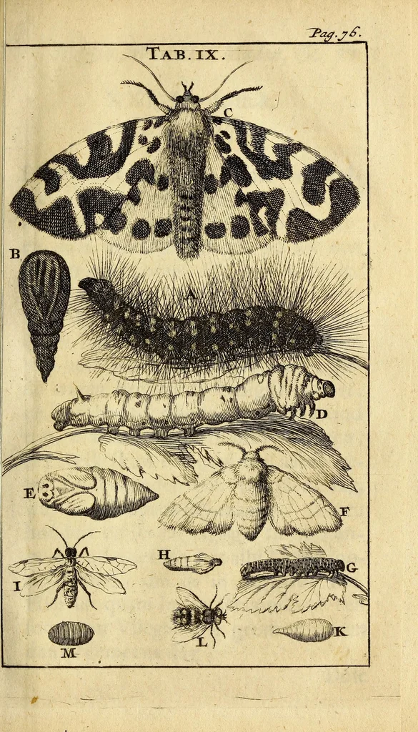 An illustration from Schou-burg der rupsen, wormen, ma'den, en vliegende dierkens daar uit voortkomende : door eigen ondervindinge by een gebragt, 1688, leaf 133