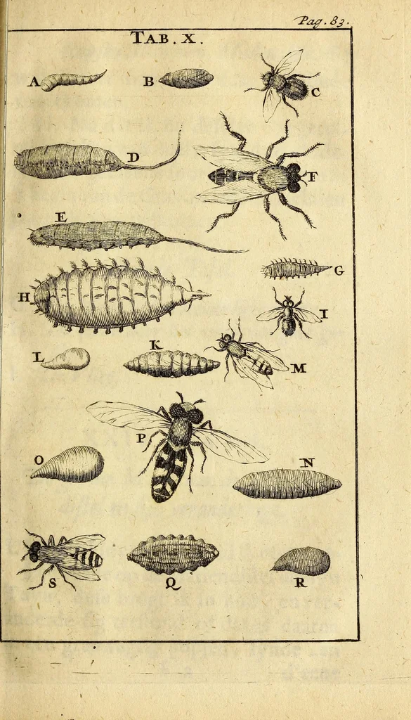 An illustration from Schou-burg der rupsen, wormen, ma'den, en vliegende dierkens daar uit voortkomende : door eigen ondervindinge by een gebragt, 1688, leaf 141