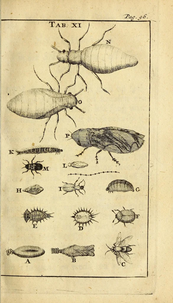 An illustration from Schou-burg der rupsen, wormen, ma'den, en vliegende dierkens daar uit voortkomende : door eigen ondervindinge by een gebragt, 1688, leaf 159