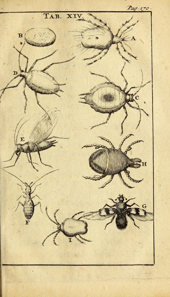 An illustration from Schou-burg der rupsen, wormen, ma'den, en vliegende dierkens daar uit voortkomende : door eigen ondervindinge by een gebragt, 1688, leaf 245
