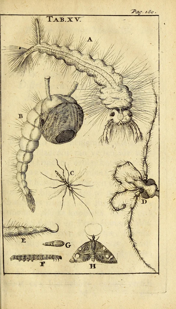 An illustration from Schou-burg der rupsen, wormen, ma'den, en vliegende dierkens daar uit voortkomende : door eigen ondervindinge by een gebragt, 1688, leaf 259