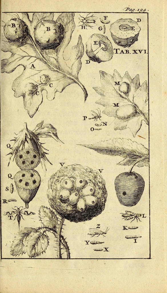 An illustration from Schou-burg der rupsen, wormen, ma'den, en vliegende dierkens daar uit voortkomende : door eigen ondervindinge by een gebragt, 1688, leaf 277