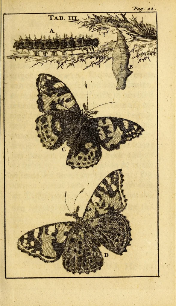 An illustration from Schou-burg der rupsen, wormen, ma'den, en vliegende dierkens daar uit voortkomende : door eigen ondervindinge by een gebragt, 1688, leaf 45