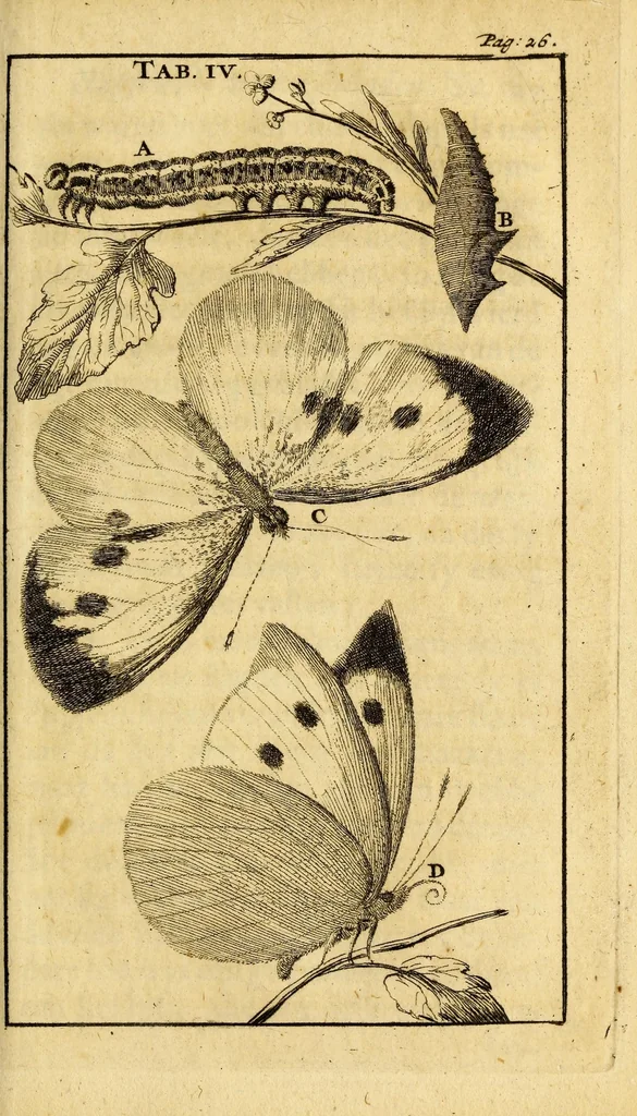 An illustration from Schou-burg der rupsen, wormen, ma'den, en vliegende dierkens daar uit voortkomende : door eigen ondervindinge by een gebragt, 1688, leaf 51