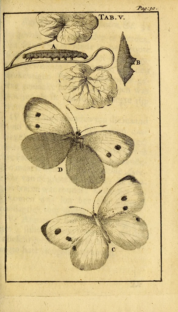 An illustration from Schou-burg der rupsen, wormen, ma'den, en vliegende dierkens daar uit voortkomende : door eigen ondervindinge by een gebragt, 1688, leaf 59