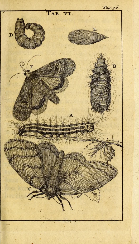 An illustration from Schou-burg der rupsen, wormen, ma'den, en vliegende dierkens daar uit voortkomende : door eigen ondervindinge by een gebragt, 1688, leaf 69