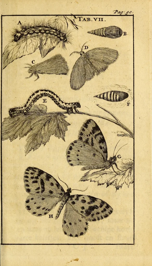 An illustration from Schou-burg der rupsen, wormen, ma'den, en vliegende dierkens daar uit voortkomende : door eigen ondervindinge by een gebragt, 1688, leaf 75