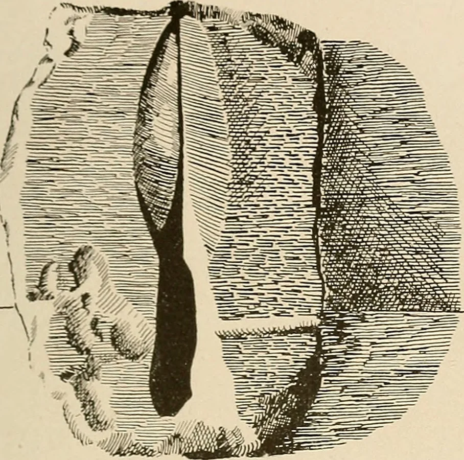 An illustration from Schule und Museum, 1910, leaf 68
