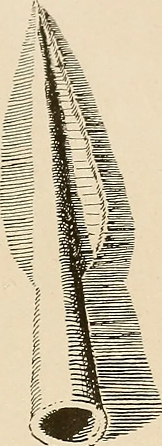 An illustration from Schule und Museum, 1910, leaf 68