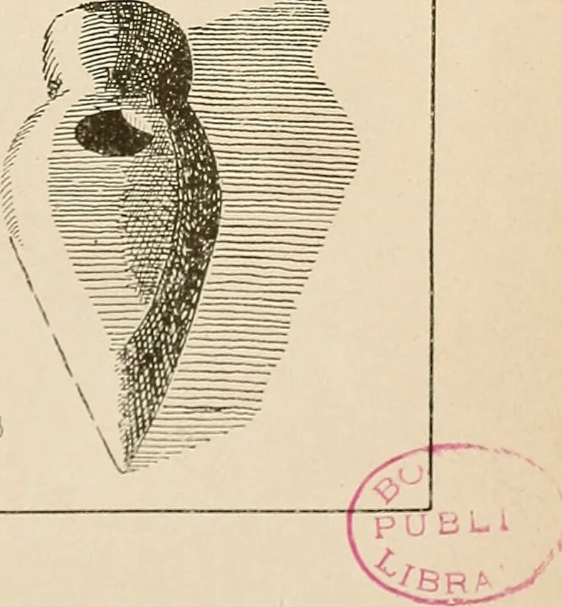 An illustration from Schule und Museum, 1910, leaf 68