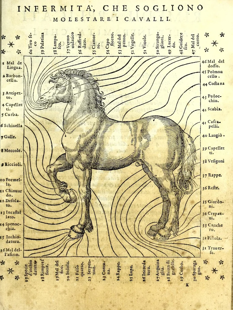 An illustration from Scielta di notabili avvertimenti, pertinenti a' cavalli ... : col ritratto del cavallo, oue si ueggono tutti i suoi morbi, co' medicamenti applicati a loro, 1571, leaf 75