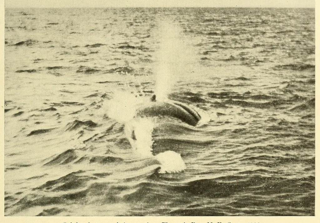 An illustration from Science conspectus, 1910, leaf 43