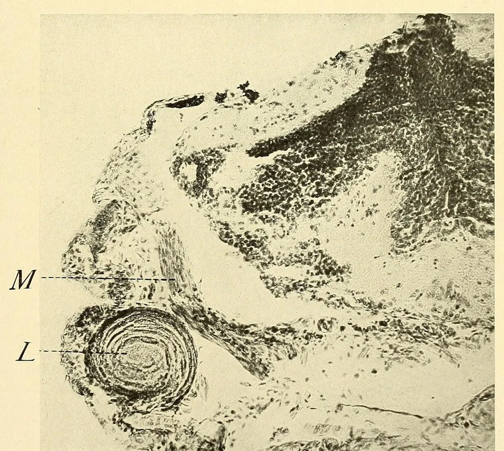 An illustration from Science conspectus, 1910, leaf 77