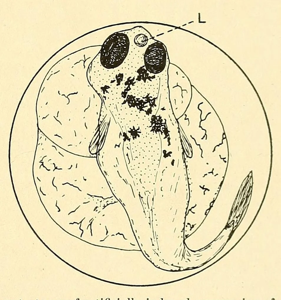 An illustration from Science conspectus, 1910, leaf 79