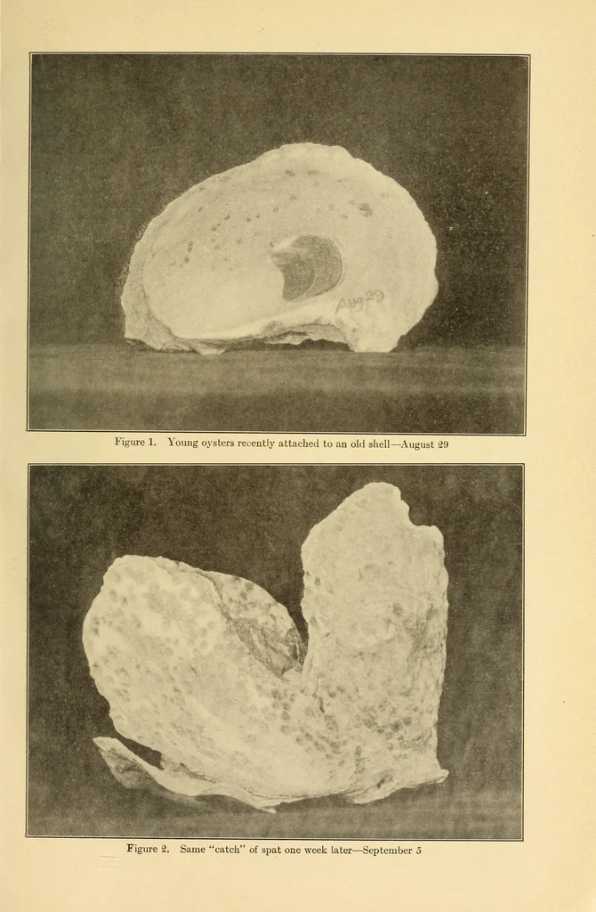 An illustration from Science conspectus, 1910, leaf 13