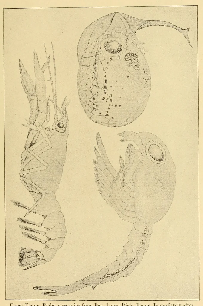 An illustration from Science conspectus, 1910, leaf 147