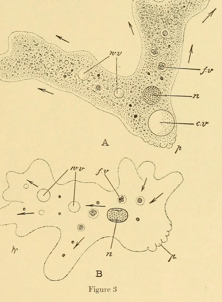 An illustration from Science conspectus, 1910, leaf 55