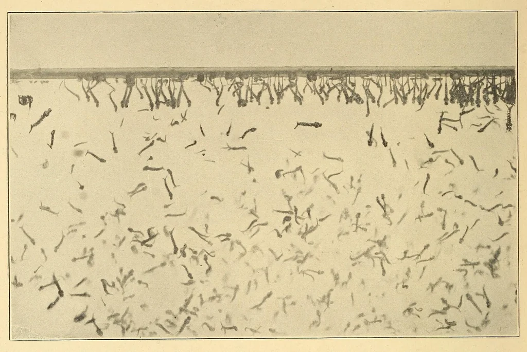 An illustration from Science conspectus, 1910, leaf 60