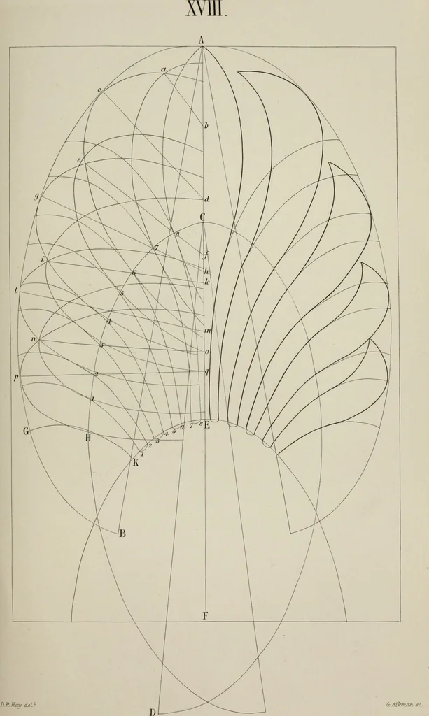 An illustration from The science of beauty, as developed in nature and applied in art, 1856, leaf 140