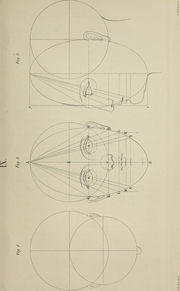 An illustration from The science of beauty, as developed in nature and applied in art, 1856, leaf 92