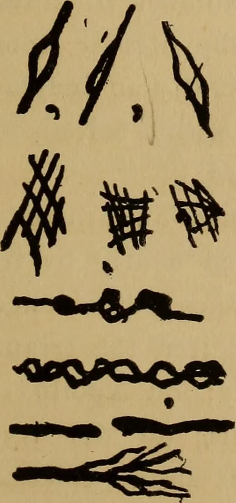 An illustration from The science of palmistry and its relations to astrology and phrenology, 1901, leaf 136
