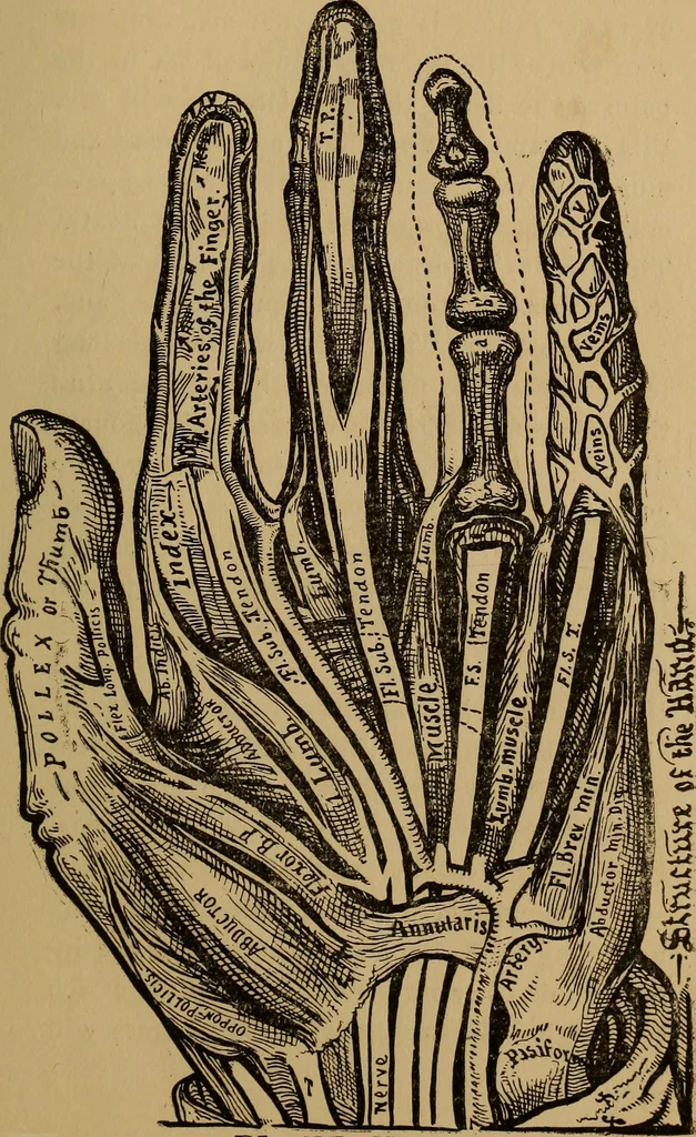 An illustration from The science of palmistry and its relations to astrology and phrenology, 1901, leaf 78