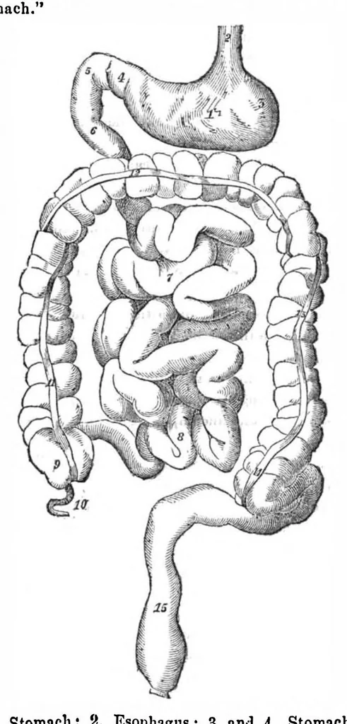 An illustration from Scientific American, Vol. 3, No. 25 (December 1860), 1860, leaf 5
