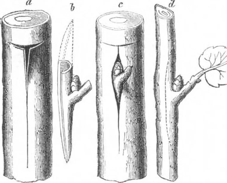 An illustration from Scientific American, Vol. 6, No. 10 (March 1862), 1862, leaf 15