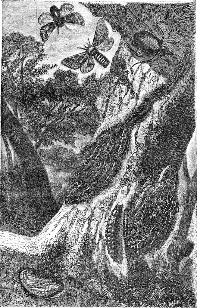 An illustration from Scientific American, Vol. 22, No. 21 (May 1870), 1870, leaf 4