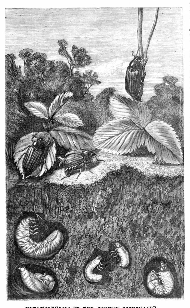 An illustration from Scientific American, Vol. 22, No. 23 (June 1870), 1870, leaf 3