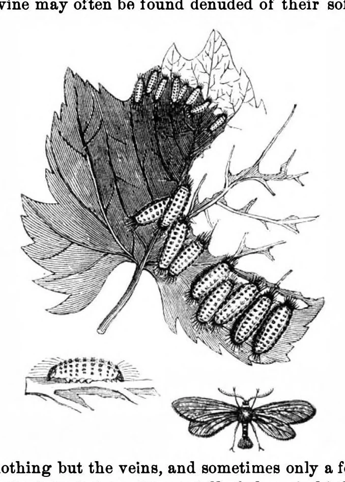 An illustration from Scientific American, Vol. 22, No. 25 (June 1870), 1870, leaf 3
