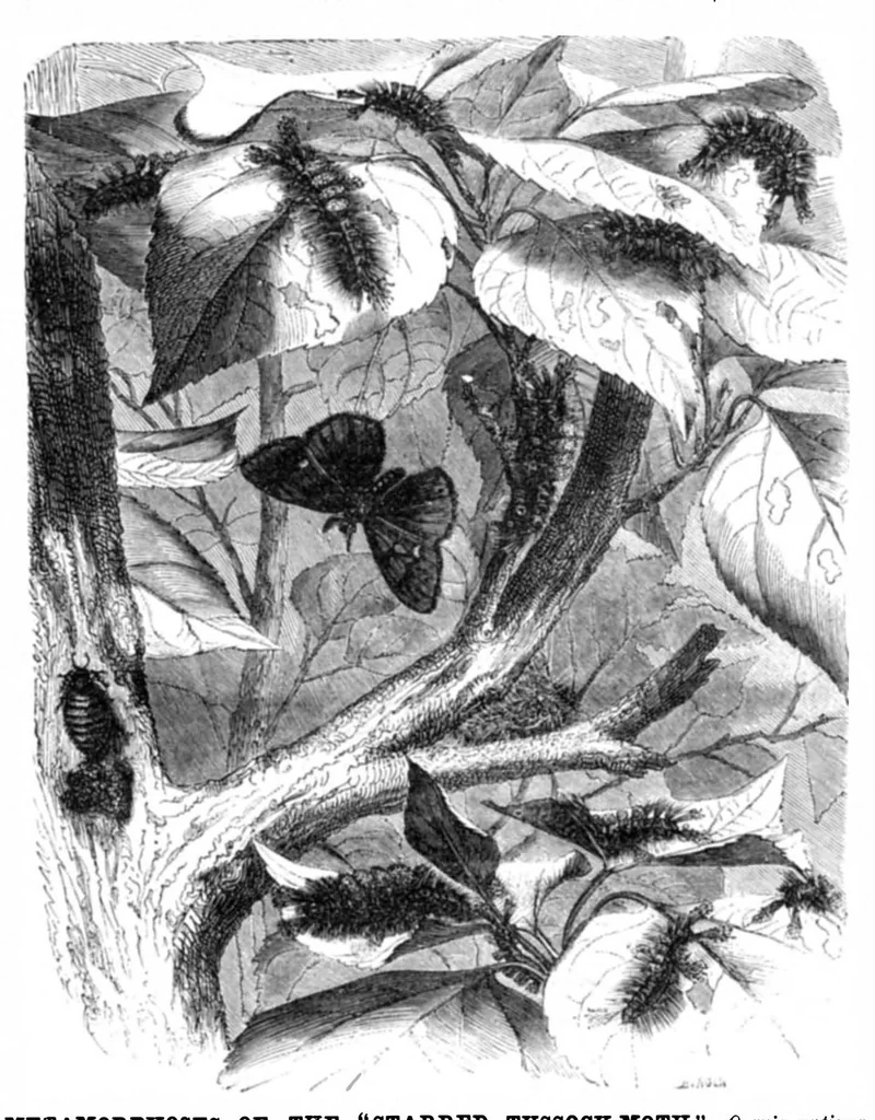 An illustration from Scientific American, Vol. 23, No. 1 (July 1870), 1870, leaf 3