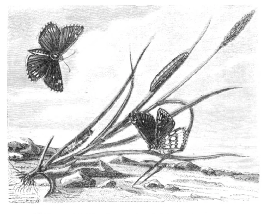 An illustration from Scientific American, Vol. 23, No. 4 (July 1870), 1870, leaf 4