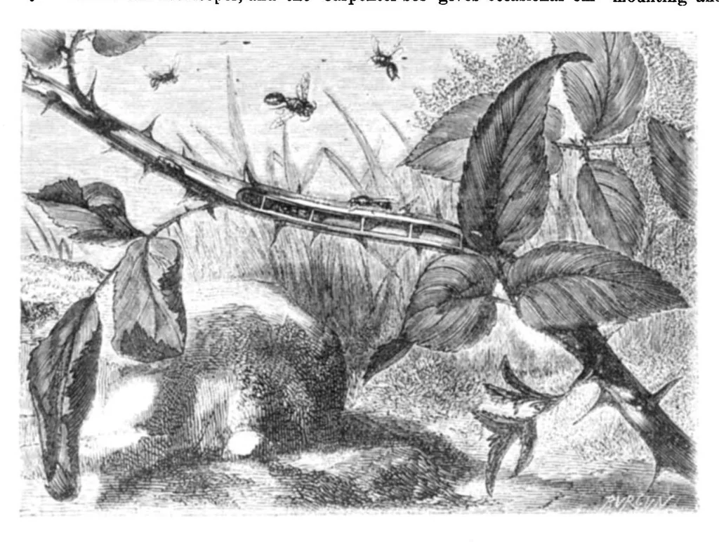 An illustration from Scientific American, Vol. 23, No. 5 (July 1870), 1870, leaf 4